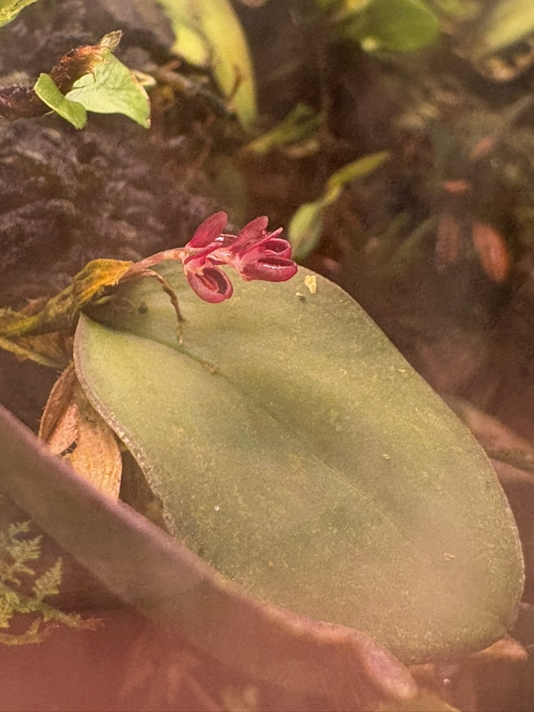 Orchid bloom 1