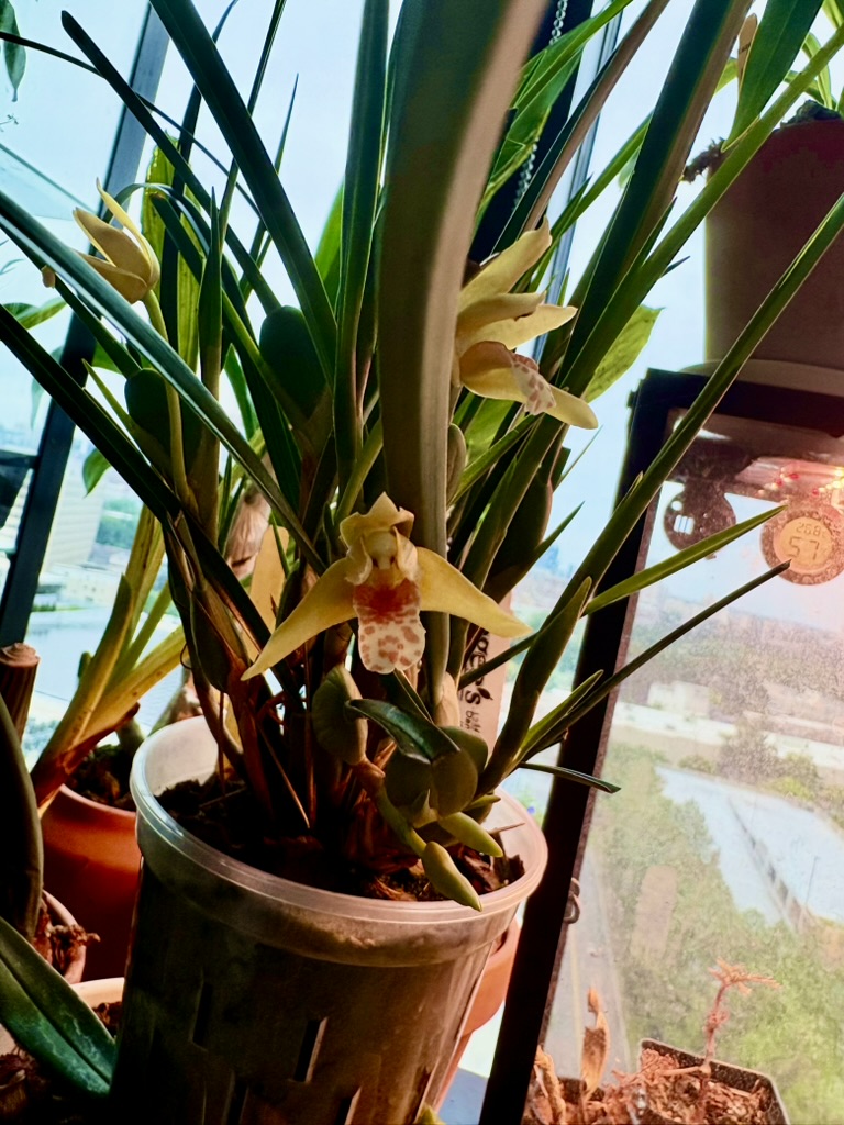 Orchid bloom 2