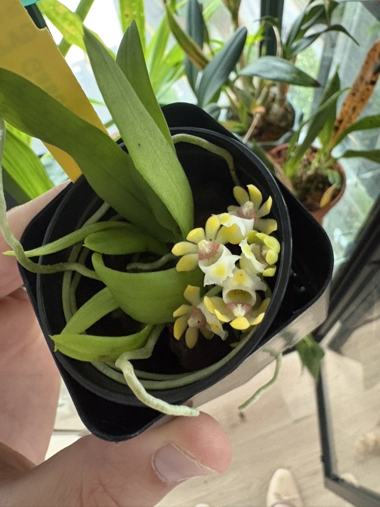 Orchid bloom 5