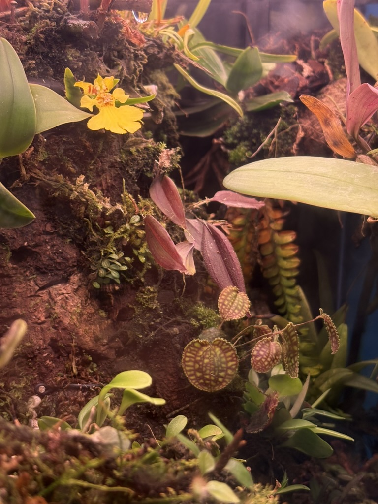 Orchid bloom 10