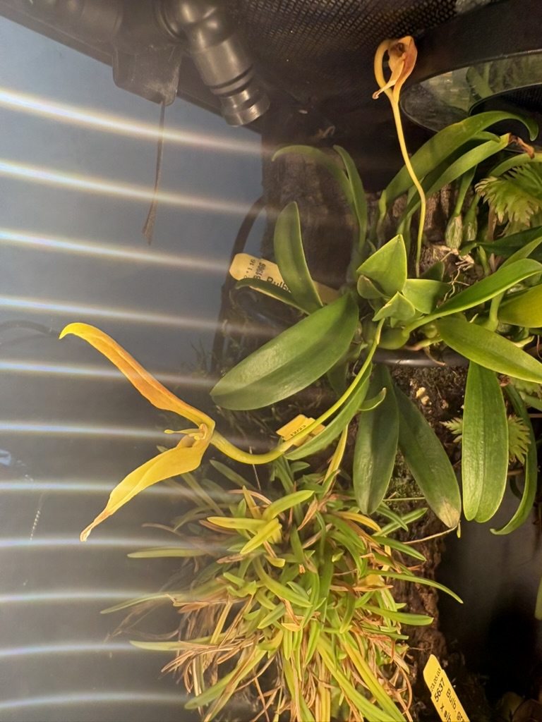 Bulbophyllum dennisii