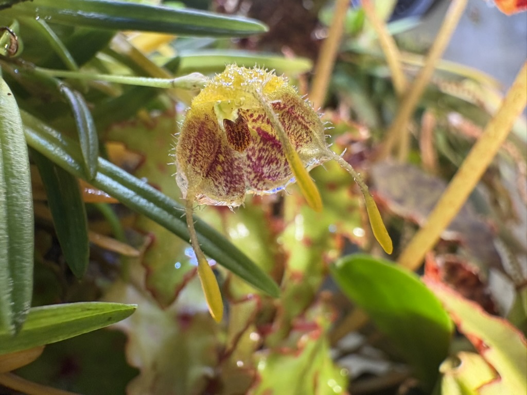 Masdevallia erinacea