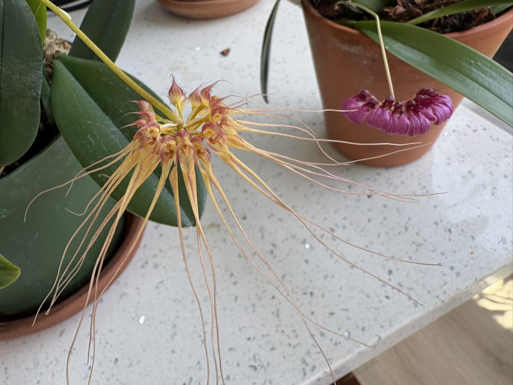 Bulbophyllums