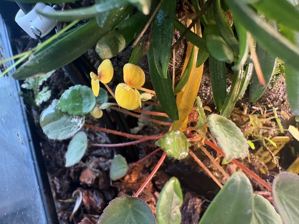 Begonia vankerckhovenii