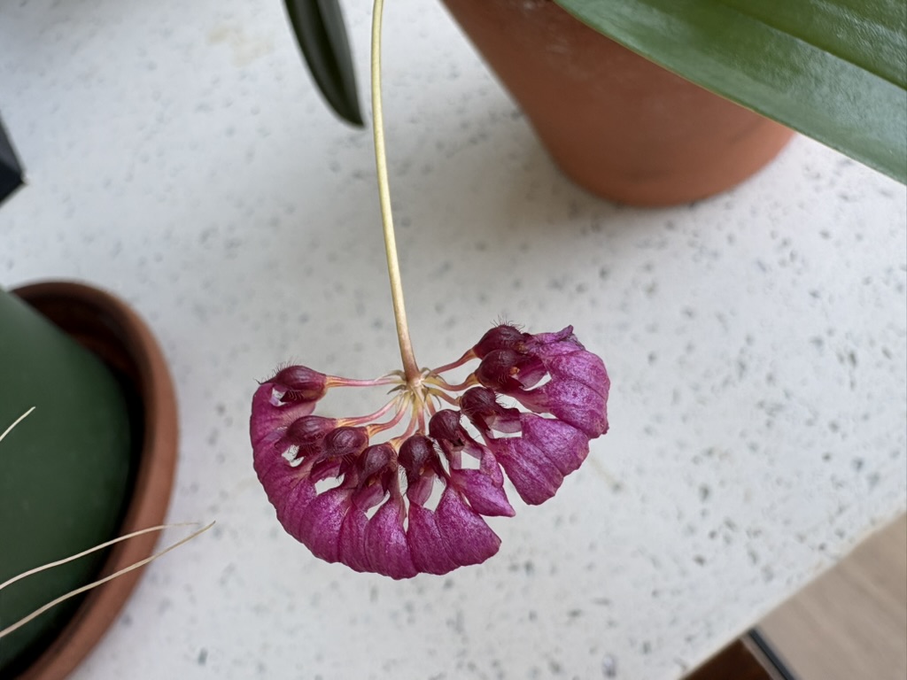 Bulbophyllums