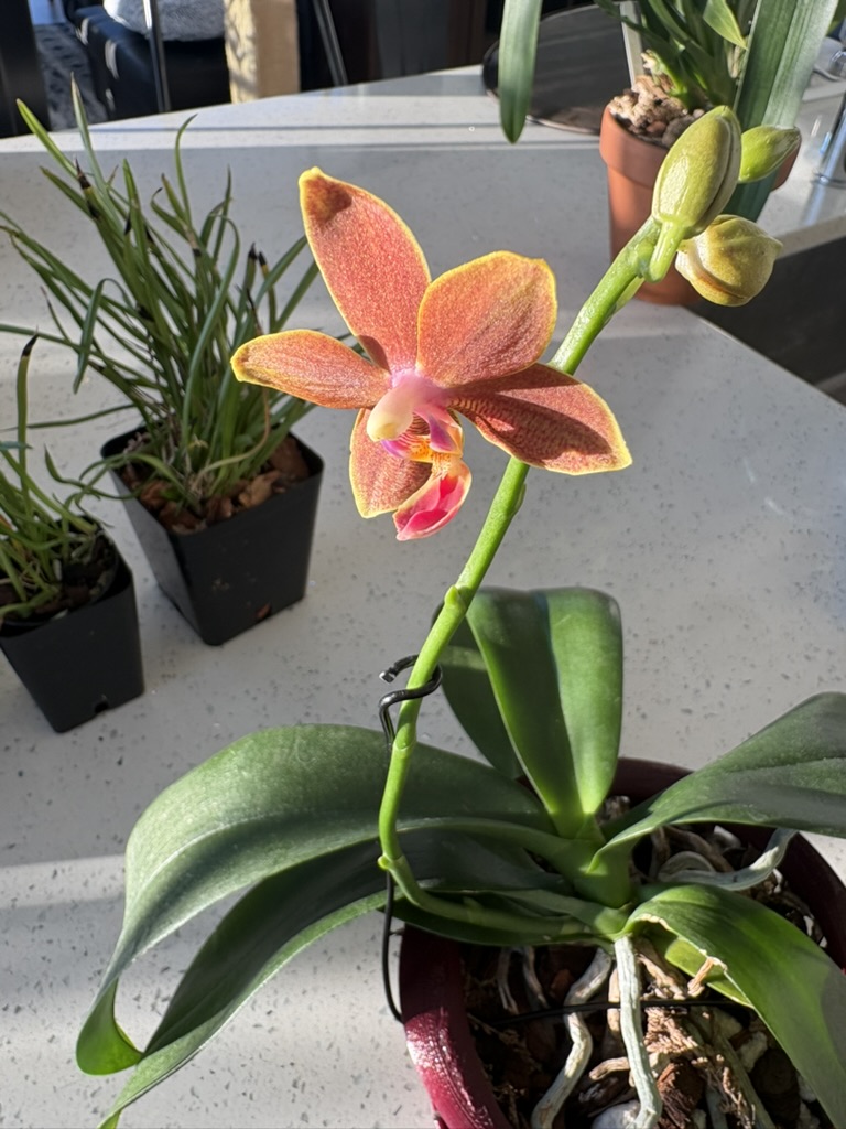 My first epiphytic orchid bloom