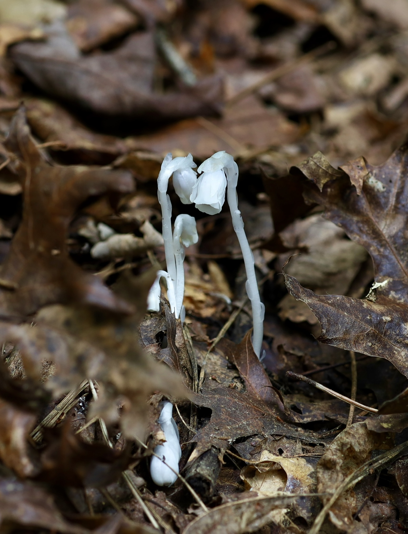 Ghost Pipes