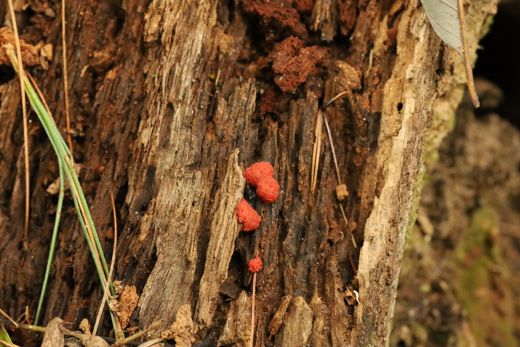 Further out, red raspberry slime molds