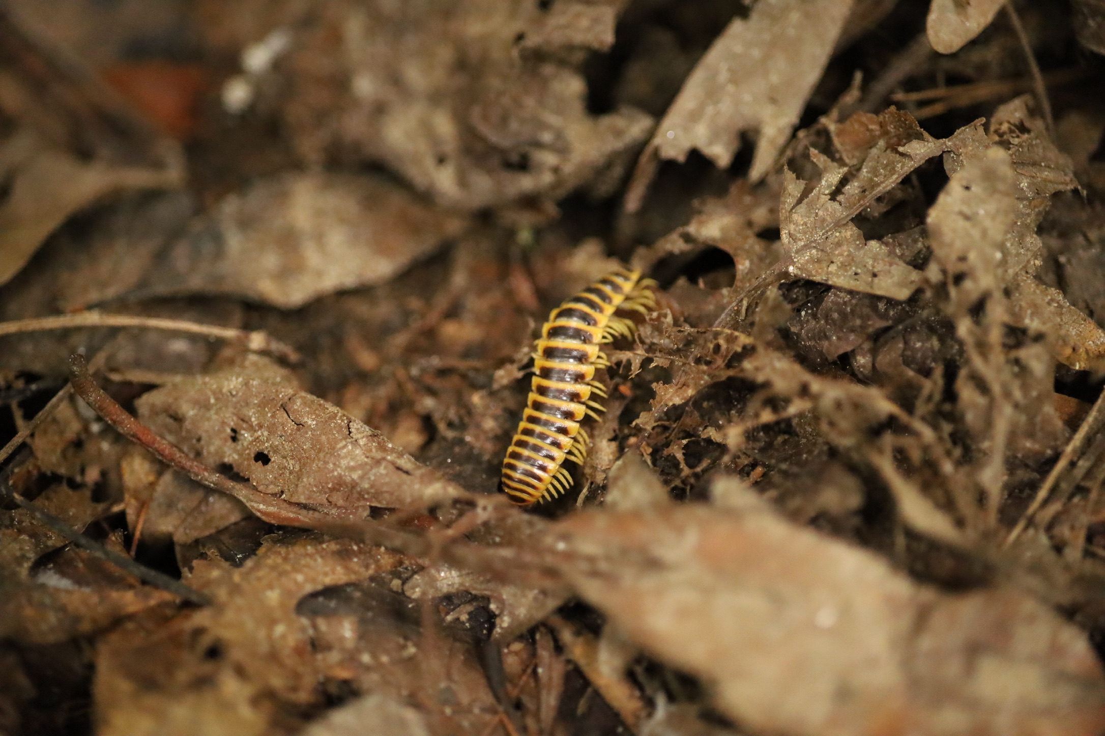 Yellow flat-backed millipedes