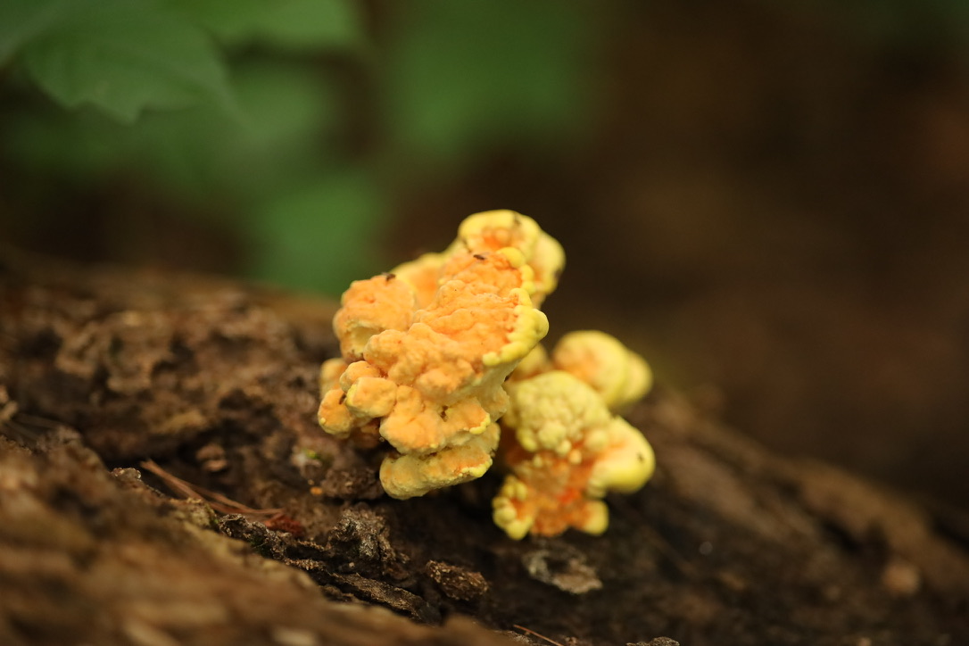 Chicken of the woods