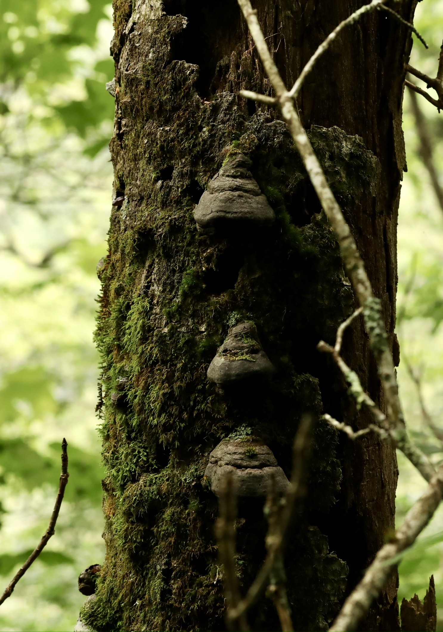 Fungus on trunk