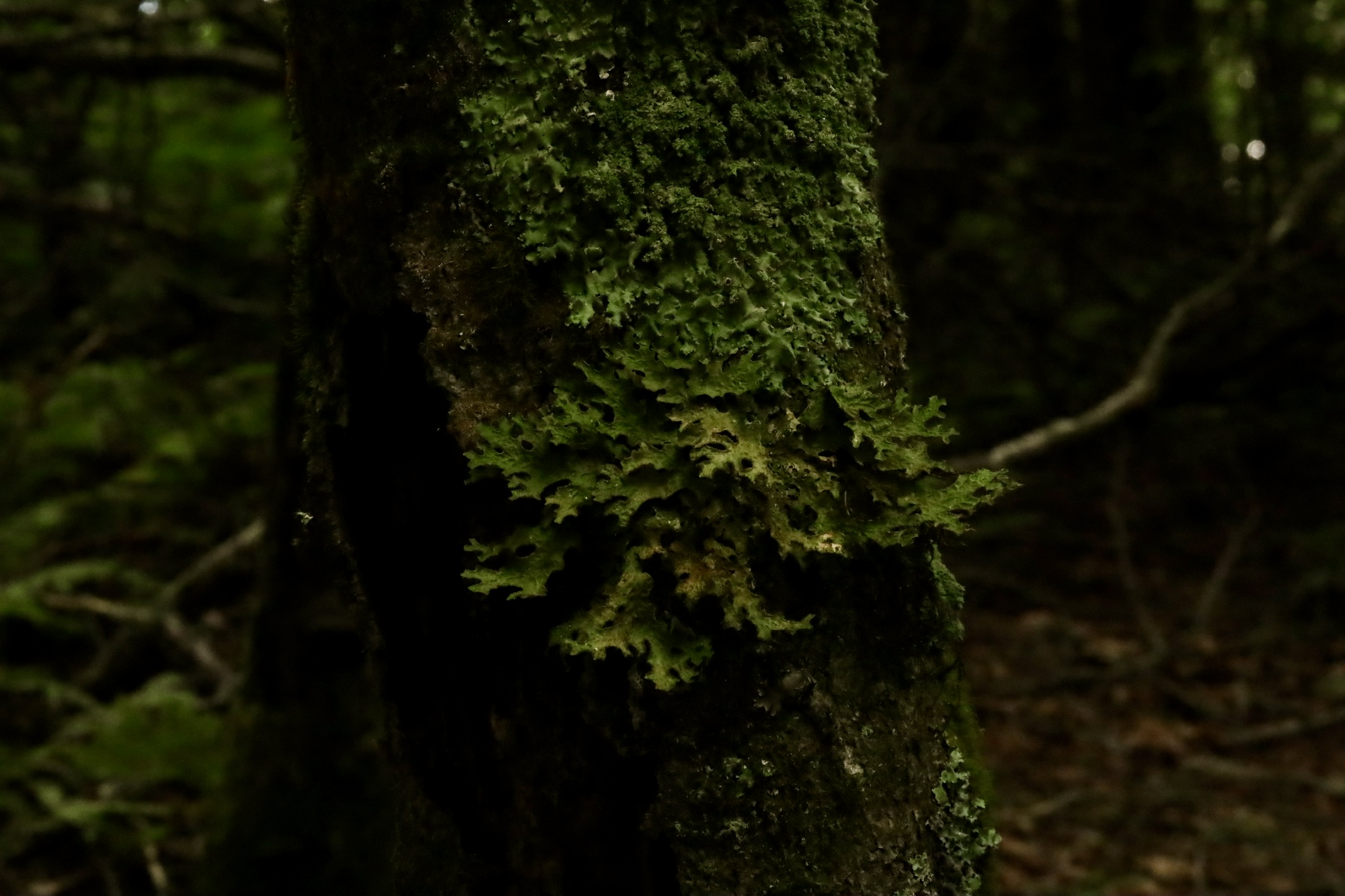 Covered in green lichen