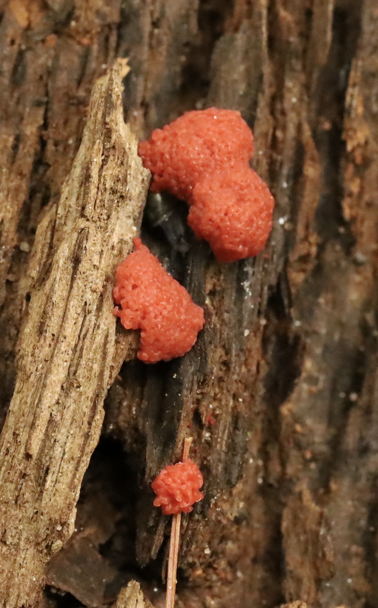 Red raspberry slime molds