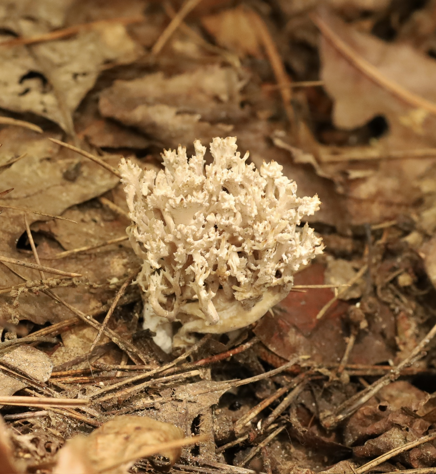Coral fungi