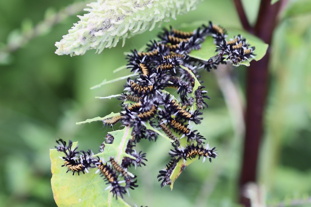 Milkweed tussock moths