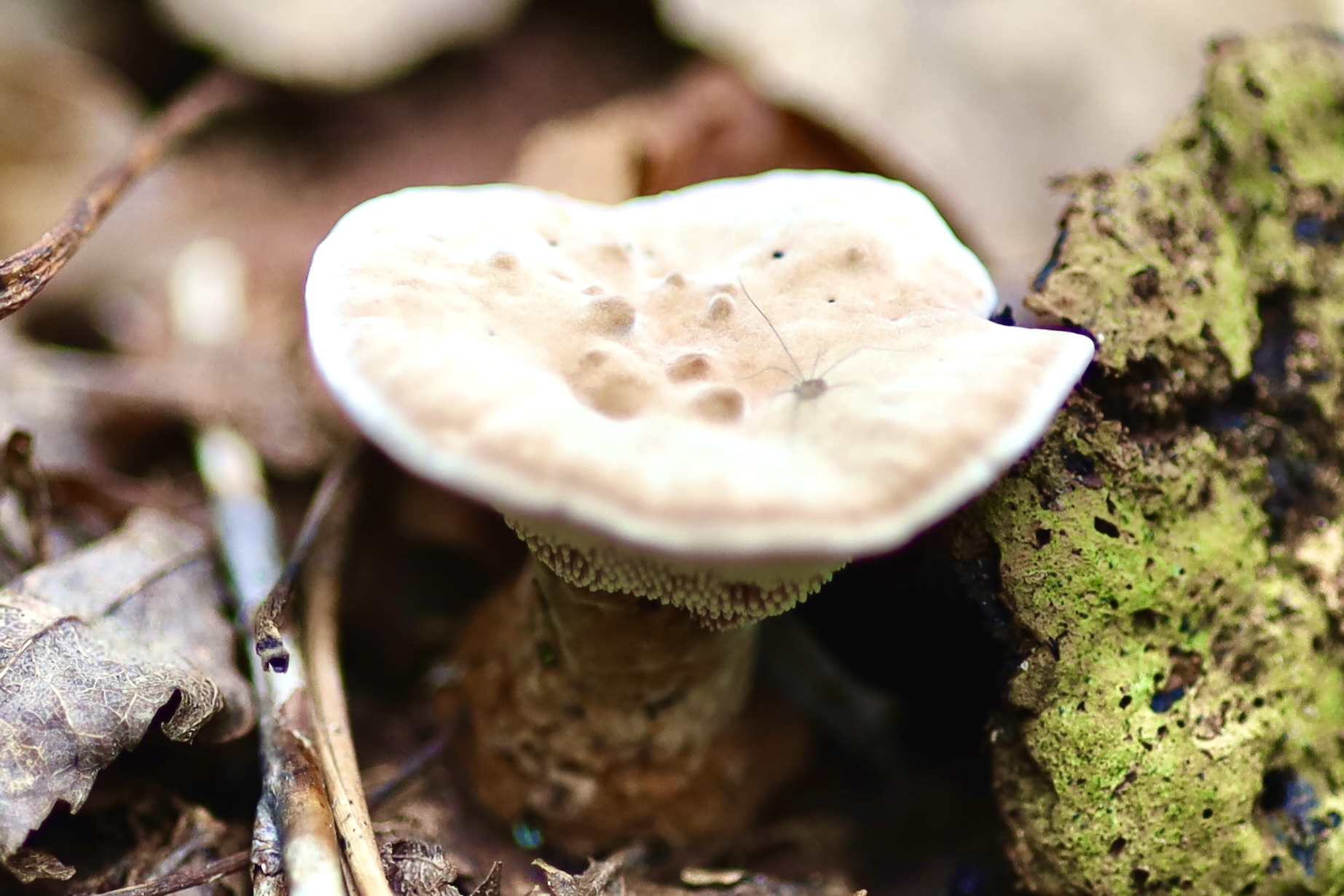 I think this is a hedgehog mushroom