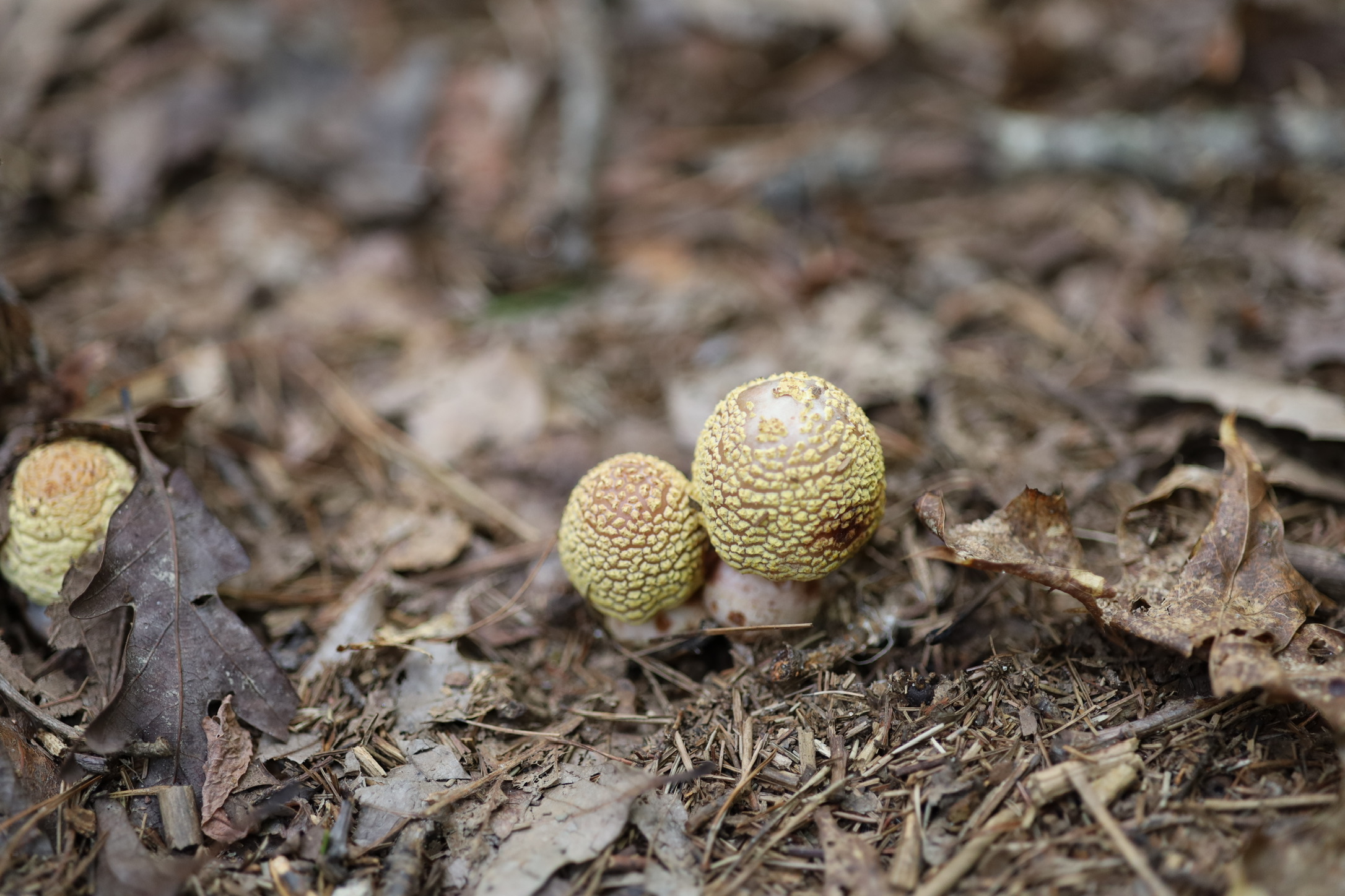 I believe this is a Lepiota mushroom