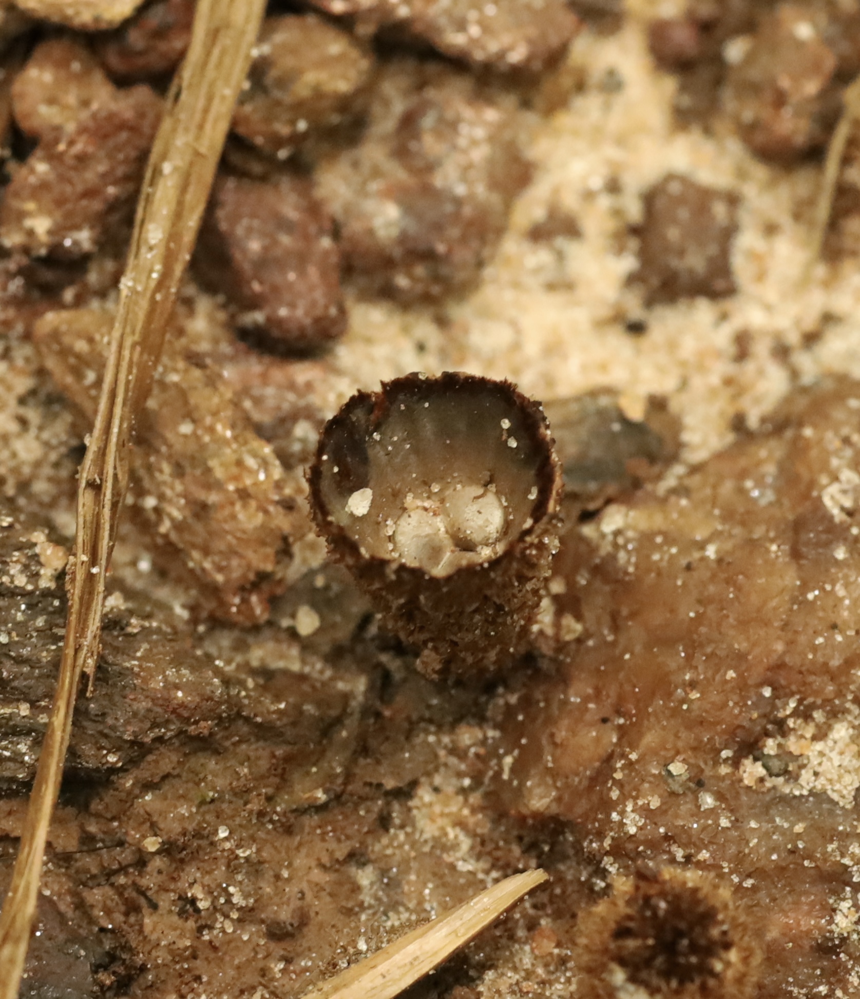 I think this is birdsnest, or Nidulariaceae