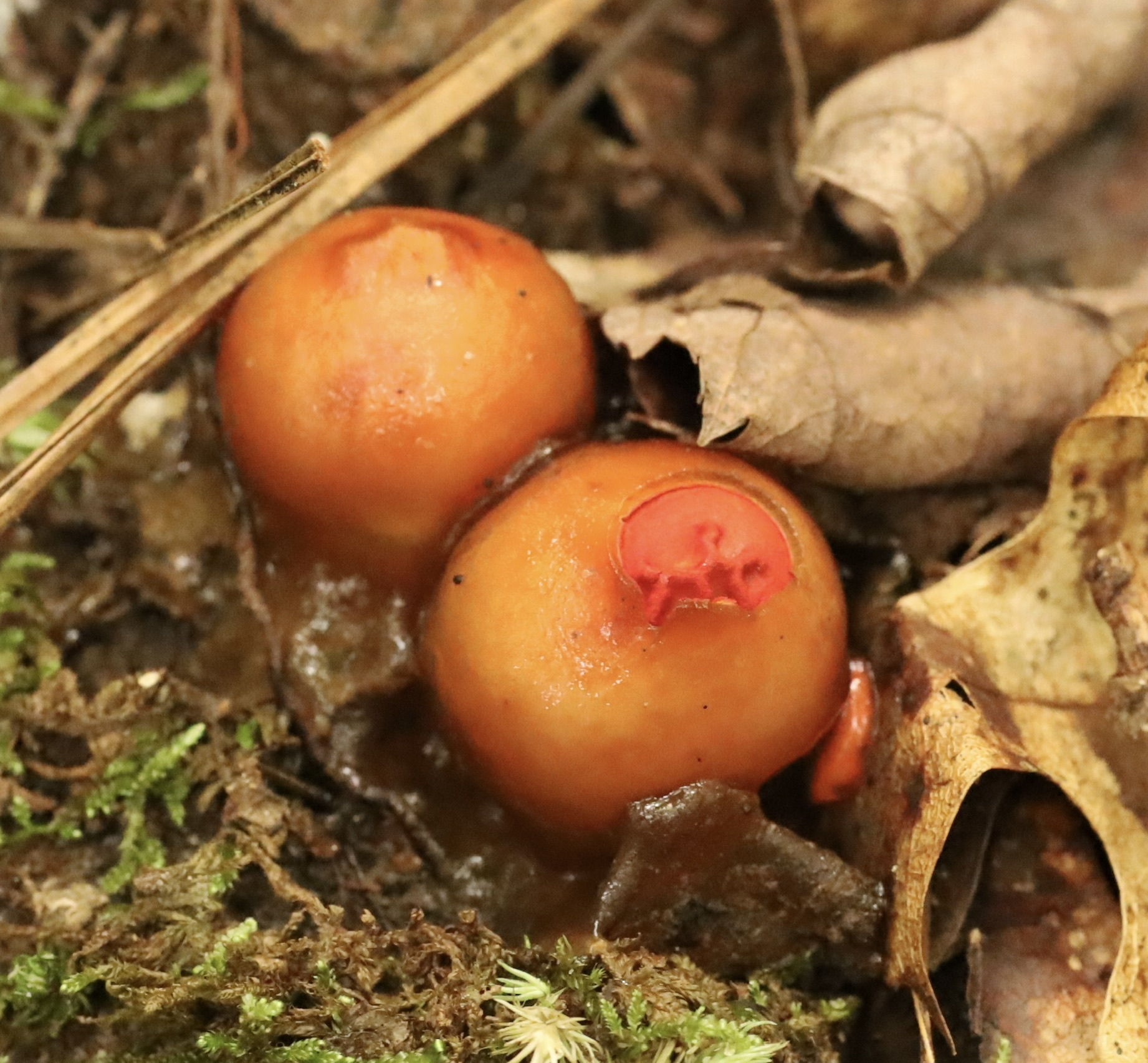 I believe this is a Calostoma, gasteroid fungi